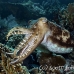 cuttlefish_tb_h_0319_kom2851.jpg
